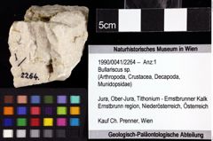 Foto (Objket + Etiketten) von Bullariscus sp. 